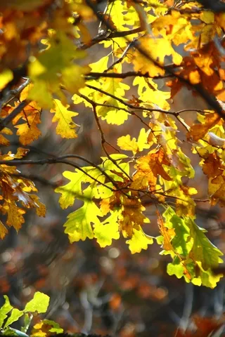 Autumn colors and leaves, Pembina River Gorge, North Dakota