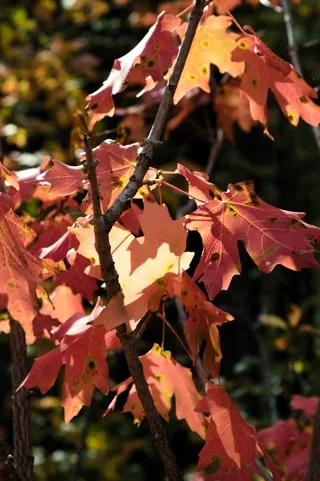 Autumn Foliage Snake River Canyon, Wyoming