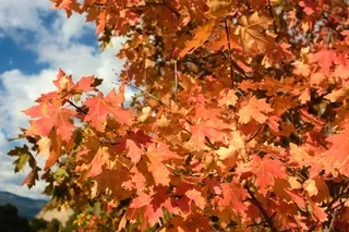 Autumn Foliage Tree Snake River Canyon, Wyoming