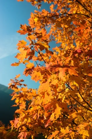 Autumn Foliage trees, Snake River Canyon, Wyoming