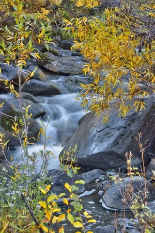 Autumn Foliage on Mosquito Creek, Teton County, Wyoming