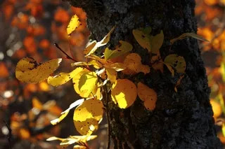 Autumn Foliage, Pembina River Gorge, North Dakota