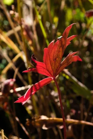 Red leaf on a plant, Wyoming