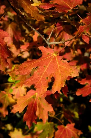Autumn Foliage Snake River Canyon, Wyoming