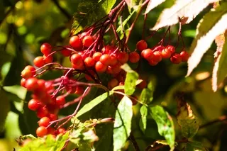 Red Berries on a Tree Wyoming