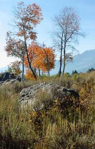 Autumn colors, tree and rock, Moose Junction, Teton Village, Wyoming
