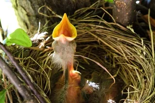 Baby Robin waiting for food mouth open