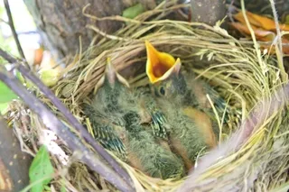 Baby Robins growing feathers waiting for food