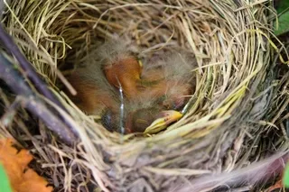 Baby Robins in nest eyes still closed