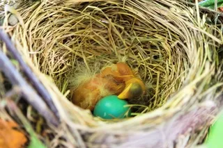 Baby Robins hatched with unhatched