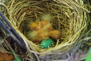 Baby Robins in a nest with unhatched egg