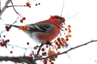 Male House Finch eating berries