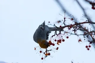 Female Pine Grosbeak eating berries