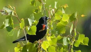 Red-winged Blackbird