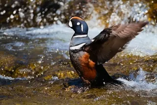 Harlequin drake LeHardys Rapids Yellowstone National Park