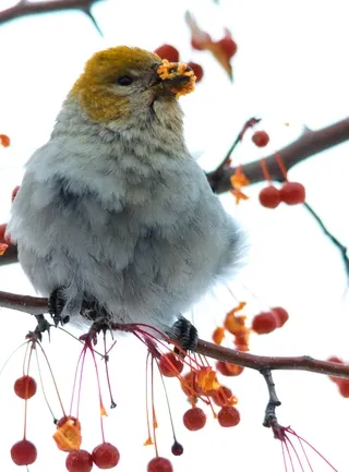 Female Pine Grosbeak eating berries