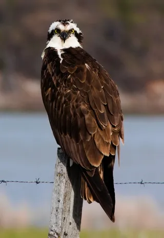 Osprey near Palisades Reservoir Alpine Wyoming