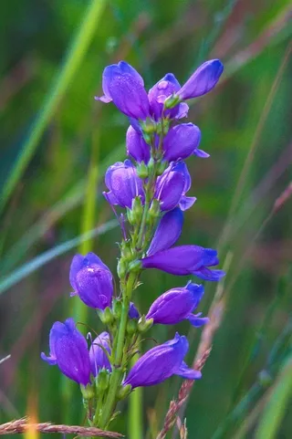 Blue Prairie Harebell in a garden