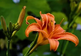 Orange day lily in garden