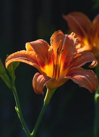 Orange day lily backlit by sunlight in a garden