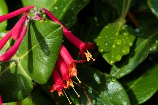 Honeysuckle blossoms and leaves in a garden