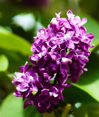 Lilac blossoms in a garden