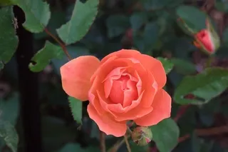 Pink rose blossom in a garden