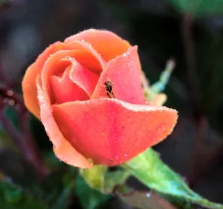 Pink rose with a tiny grasshopper