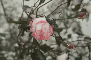 Pink rose blossom, and buds, with snow