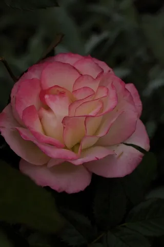 Delicate pink rose blossom