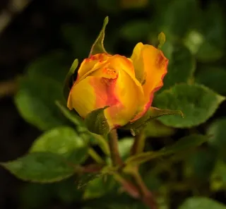 Sunblaze rose in a garden