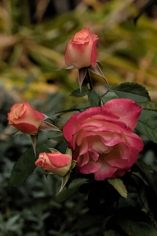 Four roses, blossoms, and buds, in a garden