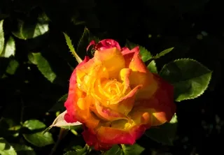 Sunblaze rose in a garden