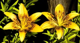 Yellow tango tiger lily in a garden