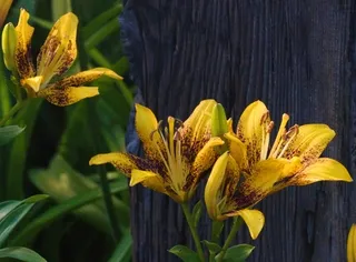 Tango Tiger Play Lily in a garden