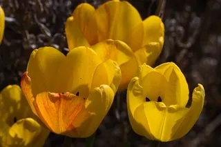 Yellow tulip blossoms in a garden