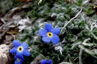Alpine-Forget-Me-Not Wildflowers