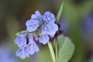 Mountain Bluebell Wildflowers