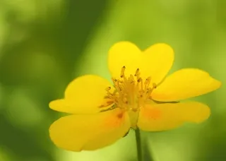 Northern Cinquefoil Wildflower