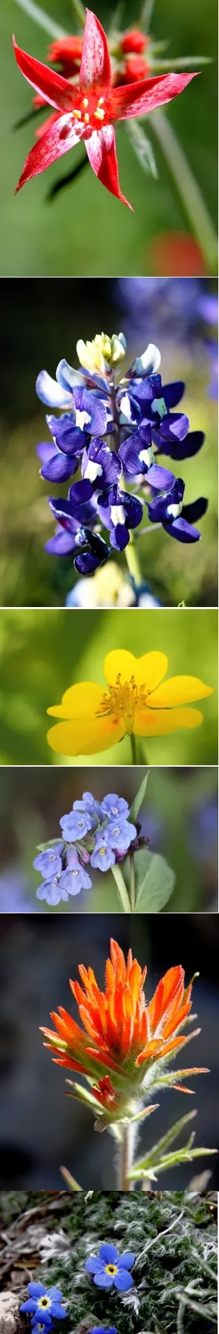 Wildflower Greeting Cards
