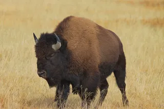 Bison Bull, Yellowstone