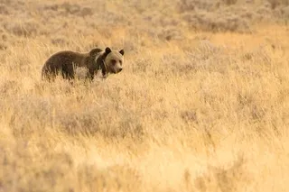 Grizzly Bear, Yellowstone