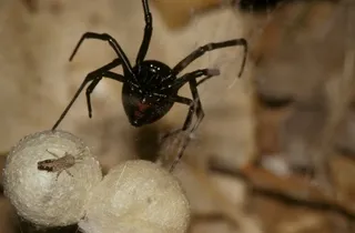 Black widow spider and egg sacs