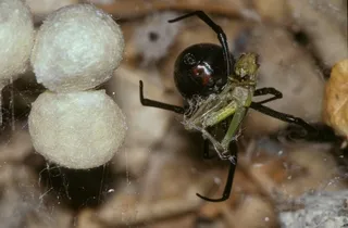 Black widow spider and prey