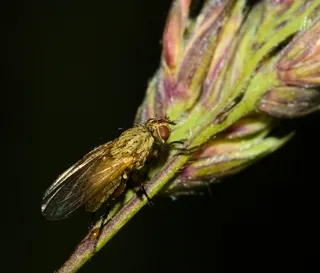 Blowfly