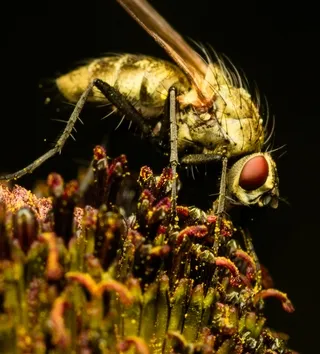 Blowfly on wildflower