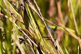 Blue Damselfly on plant stalk