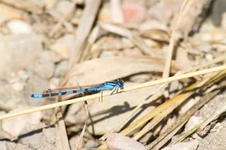 Blue damselfly on plant stalk