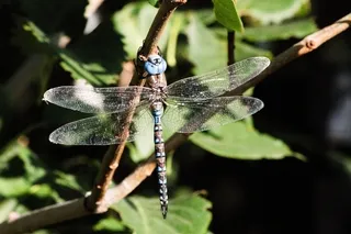 Blue dragon fly on lilac bush