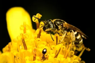 Bumblebee on yellow flower